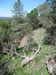 Highside of old hardrock cut showing brown quartz in place (middle right)