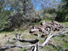 Pile of quartz from old-timers