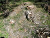 Another quartz vein