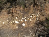 Layer of quartz gravels in roadcut