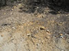 Roadside of drill road