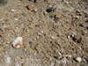 Closeup of colluvial gravelspartially originating from tertiary Calaveras River comglomerate located upslope on claims